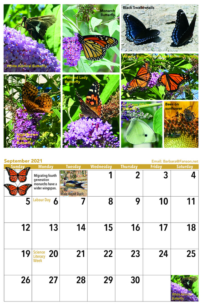 Butterfly Calendar 2021 Barbara Fanson, Author & Illustrator